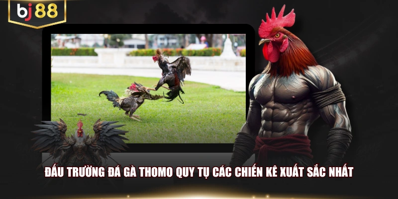 Đấu trường đá gà Thomo quy tụ các chiến kê xuất sắc nhất