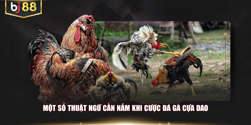 Một số thuật ngữ cần nắm khi cược đá gà cựa dao